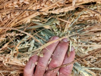 2024 Awnless Wheaten Hay