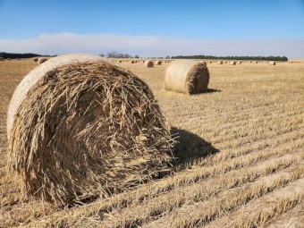 2024 Awnless Wheaten Hay