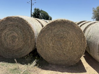 Lucerne rounds 2nd cut