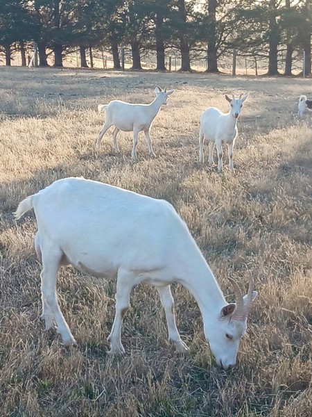 British Alpine and Saanen goats and doe kids for sale