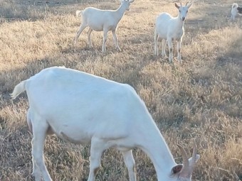 British Alpine and Saanen goats and doe kids for sale