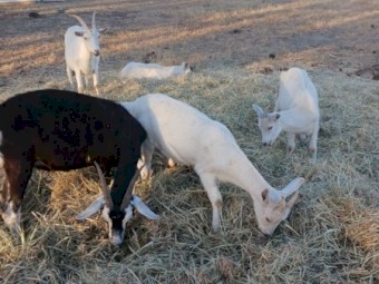 British Alpine and Saanen goats and doe kids for sale