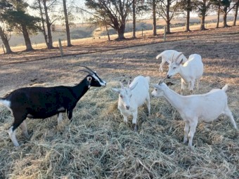 British Alpine and Saanen goats and doe kids for sale