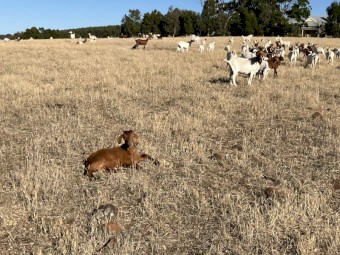 70 does with 30 kids at foot