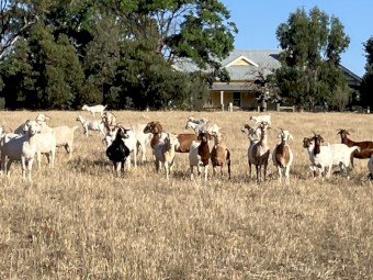 70 does with 30 kids at foot