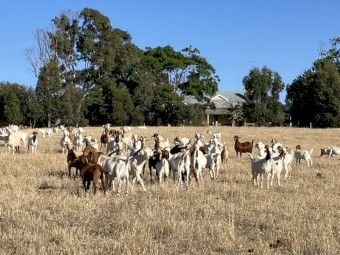 70 does with 30 kids at foot