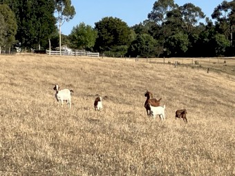 70 does with 30 kids at foot