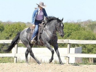 Blue Roan