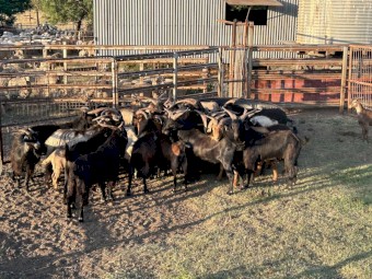 Goats for sale 