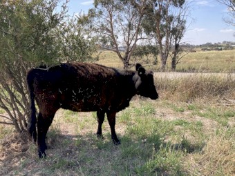 Lowline Heifer Calves