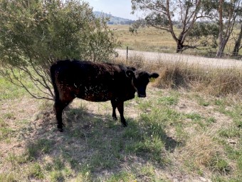 Lowline Heifer Calves