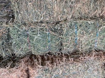 Quality Seasoned  heavy  Lucerne Small Squares 540 bales also 270 bale loads available