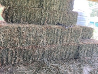 Quality Seasoned  heavy  Lucerne Small Squares 540 bales also 270 bale loads available