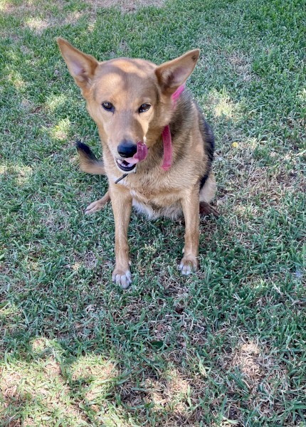 Kelpie Female 7 years old
