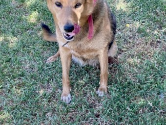 Kelpie Female 7 years old