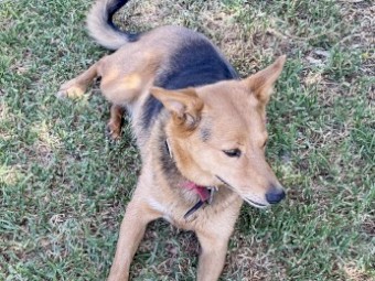 Kelpie Female 7 years old
