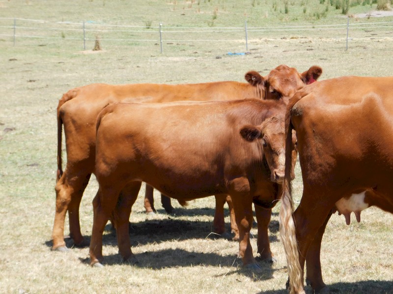 Red Angus Steers and Heifers for sale