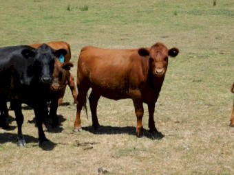 Red Angus Steers and Heifers for sale