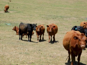 Red Angus Steers and Heifers for sale