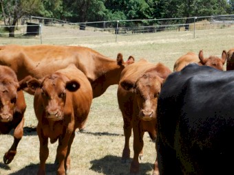 Red Angus Steers and Heifers for sale