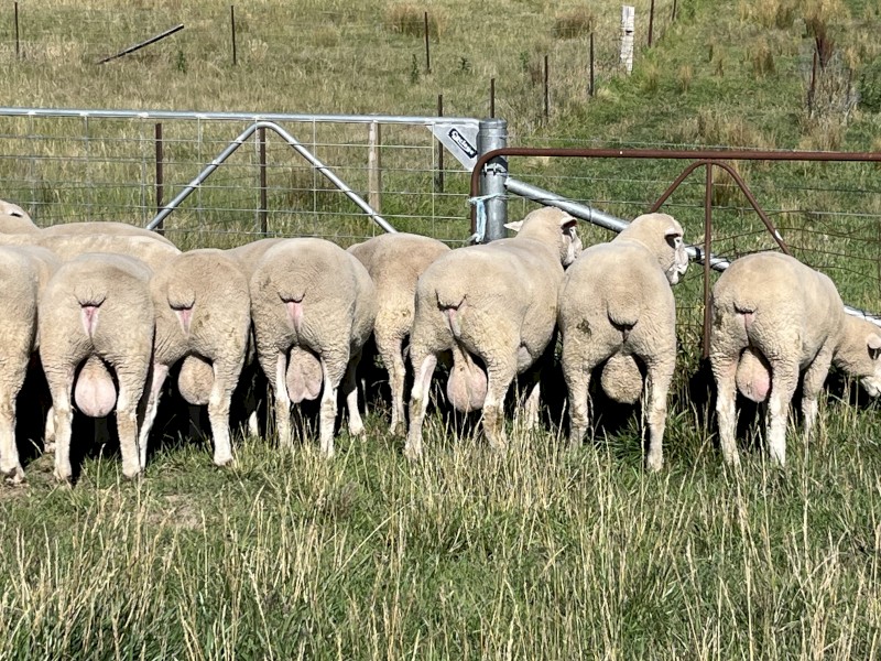 Poll Dorset Rams with strong quality bloodlines