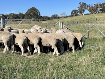 Poll Dorset Rams with strong quality bloodlines