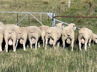 Poll Dorset Rams with strong quality bloodlines