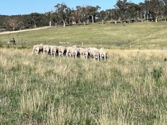 Poll Dorset Rams with strong quality bloodlines