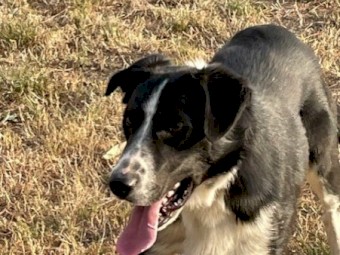 Border Collie 