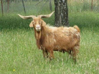 Large Male Buck Goat Brown colour 5 to 6 years of age.