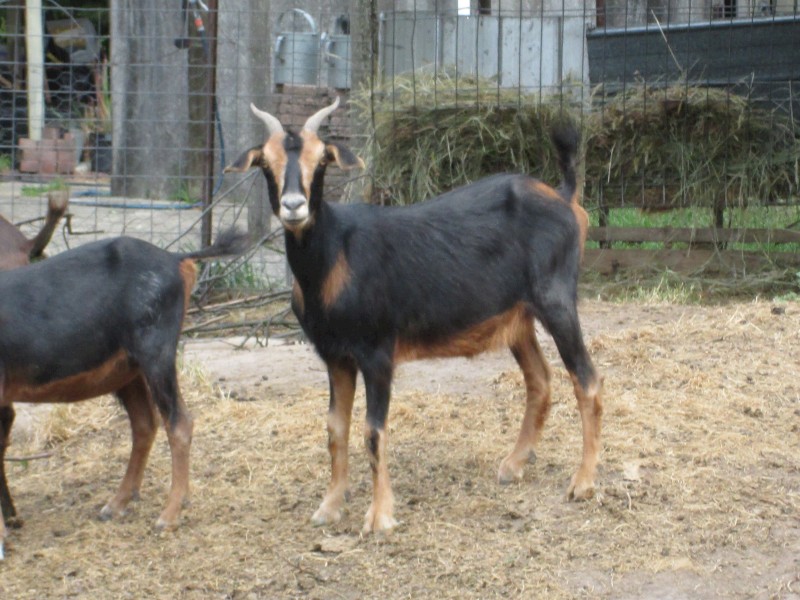 Female goat for Sale Miniature Goat Cross 2 years old.  