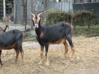 Female goat for Sale Miniature Goat Cross 2 years old.  