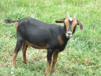 Goatling 1 Year old female goat with black and white markings.  