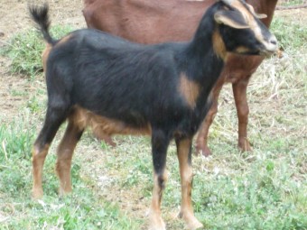 Goatling 1 Year old female goat with black and white markings.  