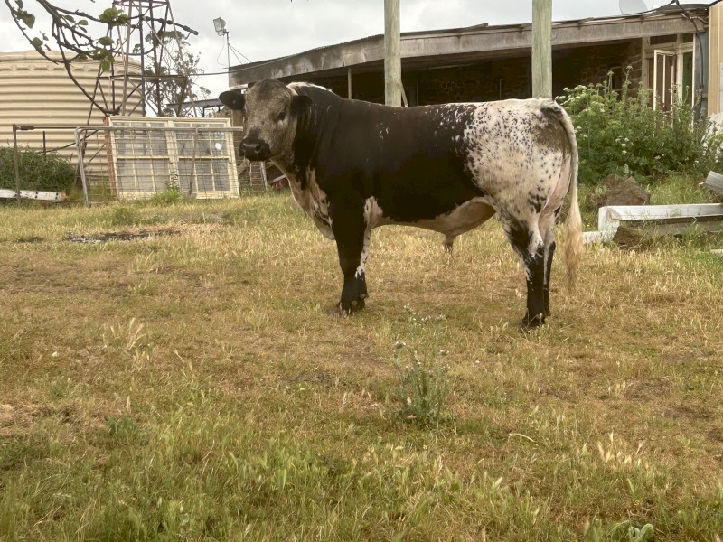 Young commercial Speckle Park Bull