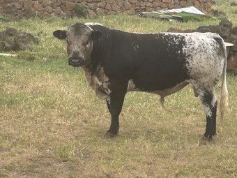Young commercial Speckle Park Bull