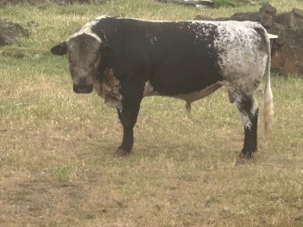 Young commercial Speckle Park Bull