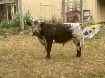 Young commercial Speckle Park Bull