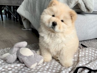 Lovely and adorable purebred golden retriever puppies for sale 