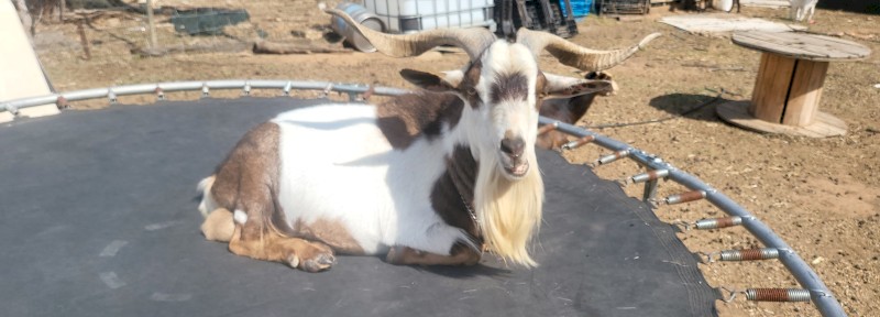 Australian Miniature x Pygmy