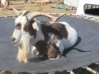 Australian Miniature x Pygmy