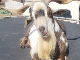 Australian Miniature x Pygmy