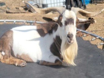 Australian Miniature x Pygmy