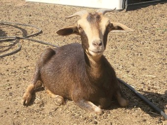 Australian Miniature x Pygmy