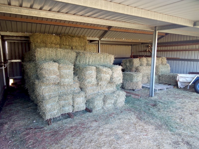40 x Lucerne Hay Small Squares