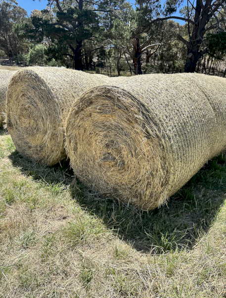 2024 Season Tetraploid and Diploid Ryegrass Hay
