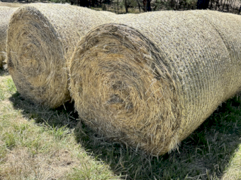 2024 Season Tetraploid and Diploid Ryegrass Hay