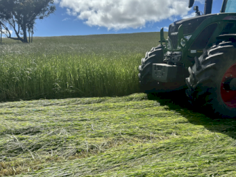 2024 Season Tetraploid and Diploid Ryegrass Hay