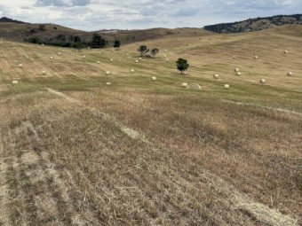 2024 Season Tetraploid and Diploid Ryegrass Hay