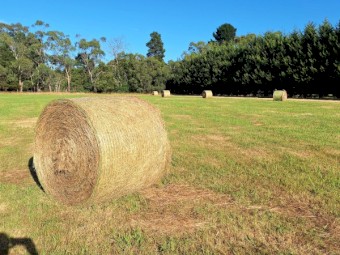 Grass/Pasture Hay New Season